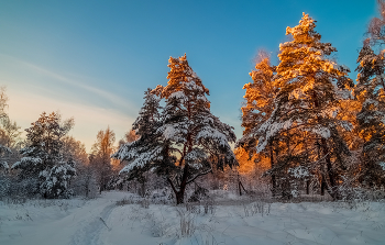 Декабрь, солнце и мороз 14 / 11 декабря 2021 года, восточное Подмосковье, Дрезна...