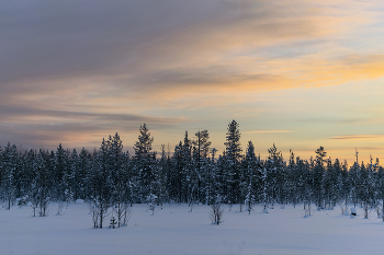 Под северным небом / Рассвет в Республике Коми в декабре. скупое северное солнце лениво поднялось над тайгой.