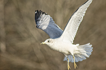 &nbsp; / The Flight of the Seagull, is captured at Cooper Creek Park, in Columbus, Georgia.