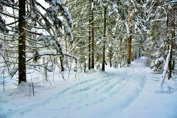 Зимний лес укутал ветки снегом ... / &quot;Зимний лес в объяктьях тишины
 Задремал, укутав ветки снегом.
 Будет спать спокойно до весны
 Он теперь под серебристым небом ...&quot;
 С.Комогорцева