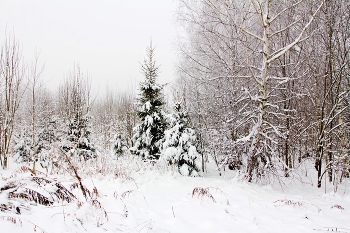 На заснеженной опушке / ***