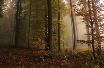 Ещё октябрь... / Утро в осеннем лесу