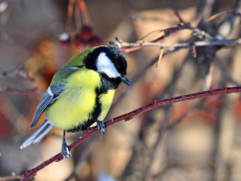 Cиничка / Большая синица (лат. Parus major).
Наша маленькая птичка - неугомонная синичка!
Нравится мне её итальянское название - Cinciallegra (Чинчаллéгра).