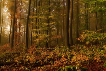 Цвет осени / Утренний лес осенью.Зарисовка .