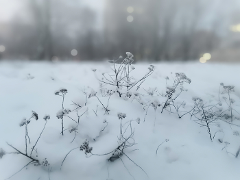 Зимний туман / зима