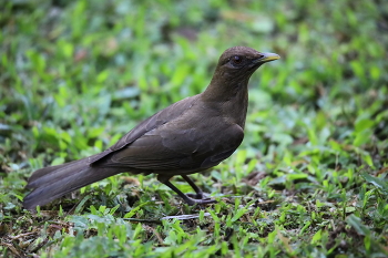 Глиняный дрозд, национальная птица Коста-Рики / +++