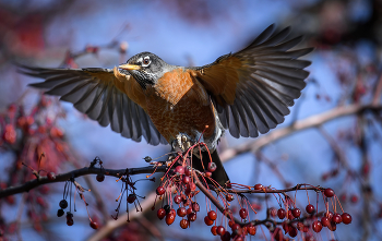 American robin (Turdus migratorius) / Странствующий дрозд (American Robin) — небольшая певчая птица семейства дроздовых, широко распространённая на территории Северной Америки.