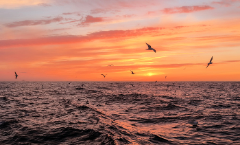 закат и чайки / В Беринговом море.