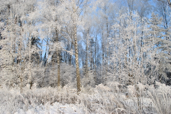 Зимний лес / ***