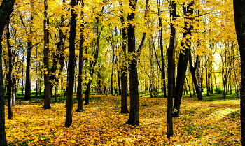 Осень...Парк...Лошади... / Карелия, Петрозаводск