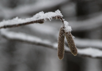 Зимние сережки / Зимние сережки