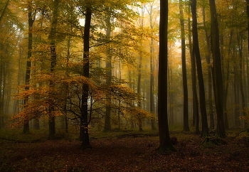 Осенний наряд / Пейзаж осеннего леса.