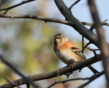 Вьюрок или юрок (Fringilla montifringilla) - Brambling / зима, птицы