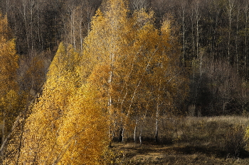 Осенний пейзаж в Зарайском районе (Московская область) / Осенний пейзаж в Зарайском районе (Московская область)