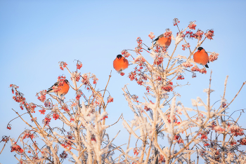 Снегири прилетели / Сто лет уже не видел снегирей. В детстве помню, часто прилетали синички и снегири на кормушки. А тут в деревне калина, рябина. Ешь не хочу)