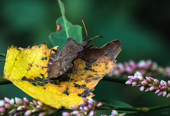  / Краевик щавелевый, или Окаймлённый (Coreus marginatus)