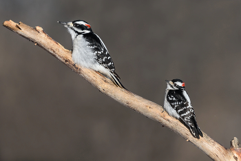 Hairy Woodpecker (male) &amp; Downy woodpecker (male) / схожесть Волосатого дятла с Пушистым очевидна , различия есть , но основная разница в размере
Глядя на полноразмерные снимки каждой особи, зрителю сложно об этом судить.
Конечно мне давным-давно хотелось сделать подобный снимок , где оба вида будут вместе. 
=========
the similarity of the Hairy Woodpecker with Downy is obvious, there are differences, but the main difference is in size
Looking at full-size images of each individual, it is difficult for the viewer to judge this.
Of course, I have long wanted to take a picture like this, where both species would be together.