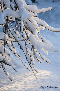 Ветки в снегу / заснеженные ветки, снег, зима