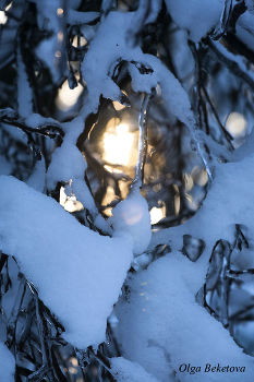 Мороз и солнце / Морозное утро, заснеженные ветки