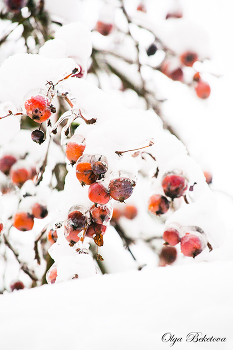 Яблоки в снегу / снег, яблоки, зима