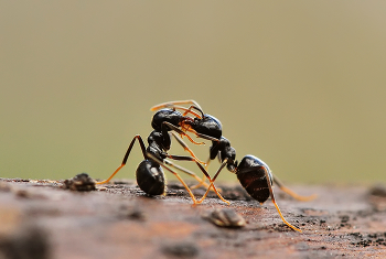 Всё по взрослому :) / а если честно, мураш угощает другого вкусняшкой :)