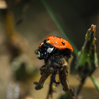 &nbsp; / Семиточечная коровка (Coccinella septempunctata)