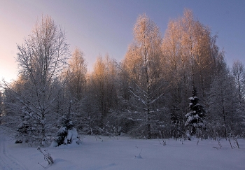 Утро в зимнем лесу / ***