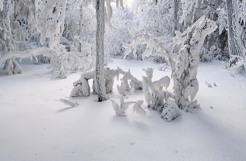 Снежный хоровод / Изморозь на деревьях от незамерзающей воды