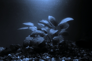 Аквариумное растения / Сегодня решил сфотографировать куст посажиный у меня в аквариуме, когда было все в цвеце, фото не превлекало, но стоило перевести в Ч.Б. и сделать холоднее все изменилось. Мне очень нравится, жду ваше мнение в комментариях
