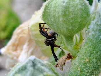В мире тычинок и пестиков / Цветочный паук, Misumena vatia, самец