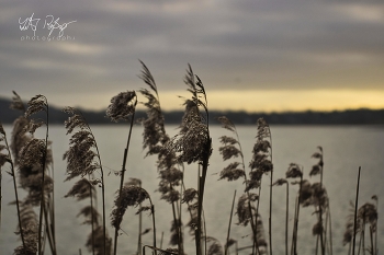 &nbsp; / Reed an der Ostsee am Abend