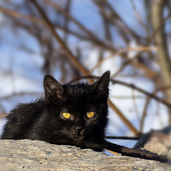 Наблюдатель / котенок в засаде