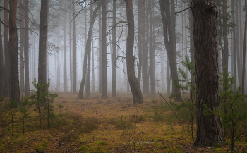 А в лесу сегодня туманно / туманное утро