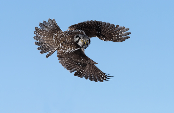 Northern Hawk Owl / Ястребиная сова (Surnia ulula), сова среднего размера, обитающая в тайге. Ястребиная сова ведет не ночной, а дневной образ жизни. Именно поэтому внешне она напоминает больше дневных хищных птиц, чем сов.
Питается мелкими грызунами. Часто встречается на вершине ели или мертвого дерева, осматривая окружающий ландшафт в поиске добычи.

=====
A bird of boreal forests, the Northern Hawk Owl behaves like a hawk but looks like an owl. Its oval body, yellow eyes, and round face enclosed by dark parentheses are distinctly owl. Its long tail and habit of perching atop solitary trees and hunting by daylight, though, are reminiscent of a hawk. It is a solitary bird that tends to stick to the boreal forest, but some winters it moves south into the northern United States, delighting birders near and far.