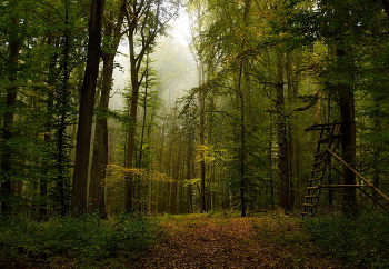 Туман уходит / Утро в осеннем лесу