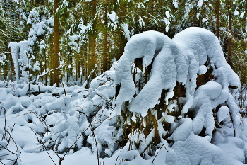 Оцепенелая зима ... / &quot;Спасибо за утро такое,
 За чудные эти часы
 Лесного - не сна, а покоя,
 Безмолвной морозной красы ...&quot;
 А.Твардовский