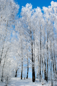 Frost / Зимние красоты