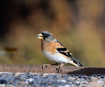 Вьюрок или юрок (Fringilla montifringilla) - Brambling / зима, птицы