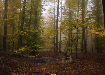 Палитра осени / Осенний лесной пейзаж. Зарисовка