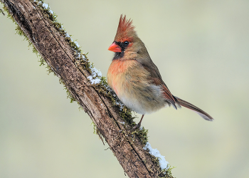 Northern cardinal (female) / Красный кардинал (Cамка)