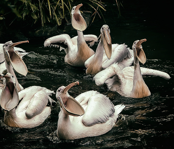 Протестующие / ***