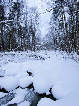 На болоте / Лесное болото под снегом