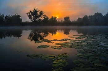 Утренняя тишина. / Озеро Студёное. Мещера.