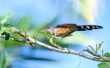 Hispaniolan Lizard-Cuckoo (Coccyzus longirostris) / Гаитянская пиайя
Птица эндемик , обитает только на острове Эспаньёла (Гаити + Доминиканская республика), предпочитает тропические леса.
Птица ловко маневрирует в полете ,а если приземлится на дереве ,то сразу начинает перемещатсья с одной ветви на другую в поисках любимой еды - «ящериц» - вот поэтому слово ящерица присутствует в английском названии птицы.
=====
An impressive long-tailed species of wooded habitats including shade coffee plantations. Typically found foraging in dense vegetation from understory to canopy; can be found sunning in the open at first light with its tail spread. Note this species long straight narrow bill, brilliant red eyering, gray chest, and buff-orange belly.