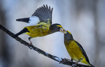 Evening grosbeak (Male) / Вечерний американский дубонос (самец)
Ареал гнездования вечернего американского дубоноса — это хвойные и смешанные леса всей Канады и западных горных районах Соединенных Штатов и Мексики.
Миграция этой птицы является переменной и не постоянной.
Вечерний американский дубонос назван в честь ошибочного убеждения, что он поет только вечером)