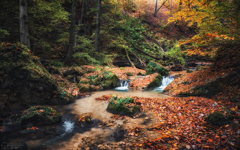 Уголок осеннего леса / Адыгея, горный ручей Мишоко.