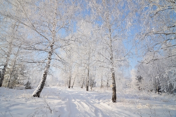 Березы, покрытые инеем. / Когда ты молча созерцаешь красоту, твое сердце разговаривает с Богом. Счастлив тот, кто может разглядеть красоту в обычных вещах, там, где другие ничего не видят! Все — прекрасно, достаточно лишь уметь присмотреться. Обернись, посмотри, ведь прекрасное рядом, Лишь проникнуть душой во всё это надо, Посмотрите на мир просто искренним взглядом. Оглядитесь, поверьте, прекрасное рядом. Когда искренне любишь природу, красоту найдешь везде.