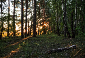 Вечером в лесу / Пейзаж Беларуси