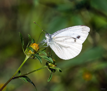 &nbsp; / Капустница, или Капустная белянка (Pieris brassicae)