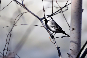 Пташка / Белая трясогузка. Motacilla alba.
Наши маленькие птички.